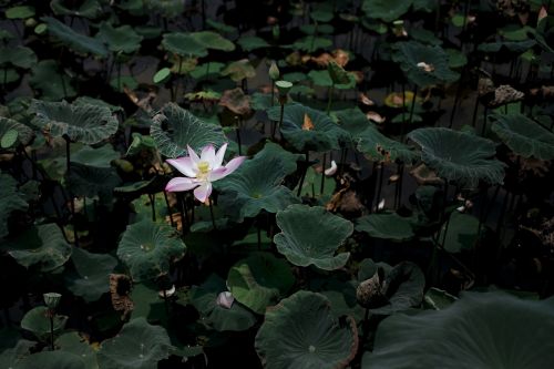 water lily scene petal