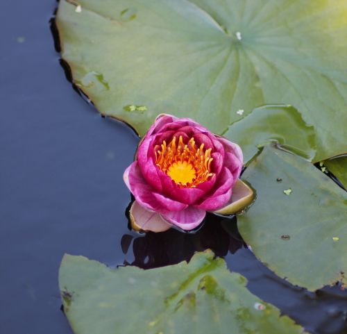 water lily flower water