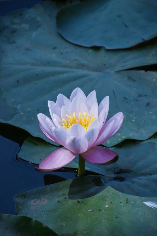 water lily flower water