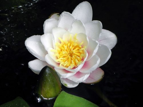water lily pond white flower