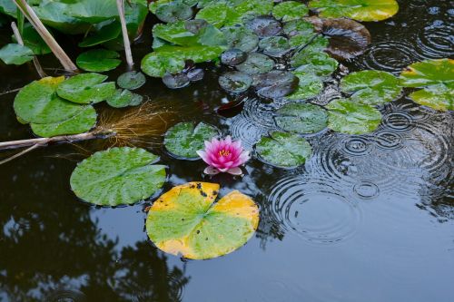 water lily aquatic plant pond