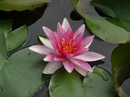 water lily flowers flower