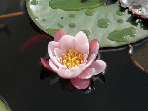 water lily flower pond