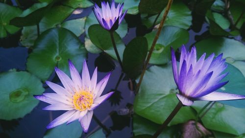 water lily flower blossom