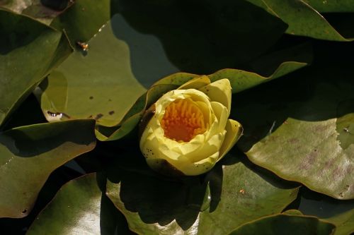 water lily nuphar lutea lake rosengewächs