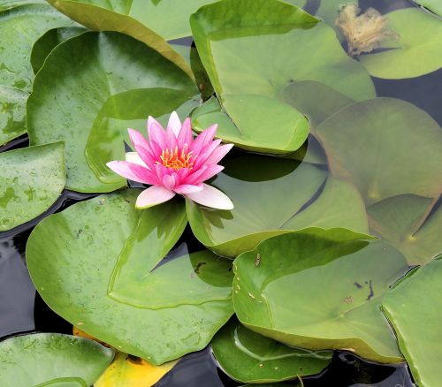 water lily flower pond