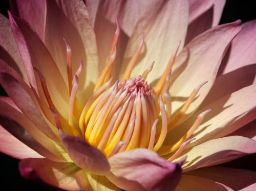 water lily flower pond nature