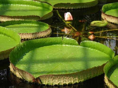 water lily giant park villa pallavicino green