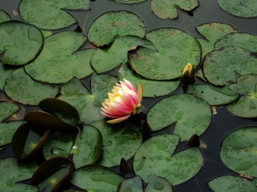 Water Lily Pads