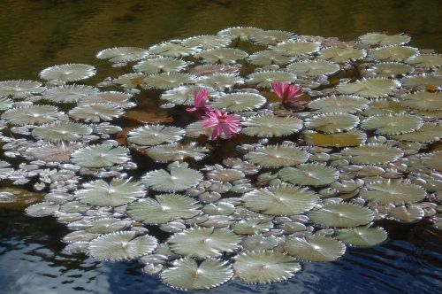 water lily pink flower aquatic plant