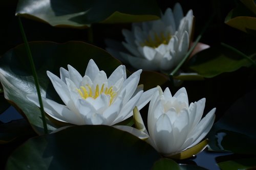 water lily snow-white  white  outdoor