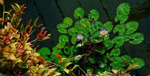 water lollies lily pond