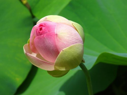 water lotus pond lily pad