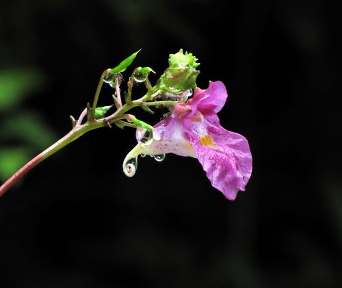 water main line flowers nature