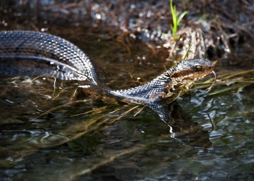 water moccasin snake stream