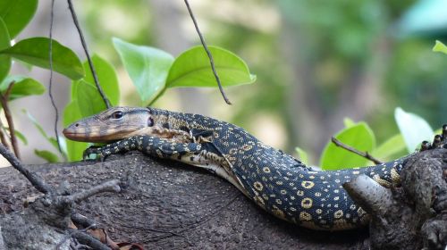 water monitor lizard animal