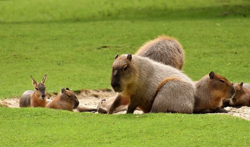 water pigs  capybara  animal world