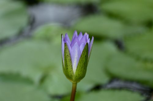 water plant water lily flower