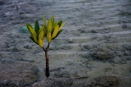 water plant sproutling plant