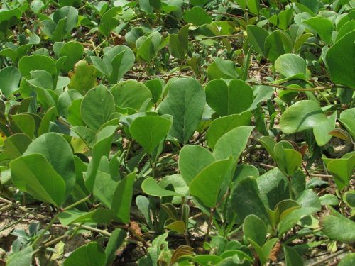 water plants leaves green