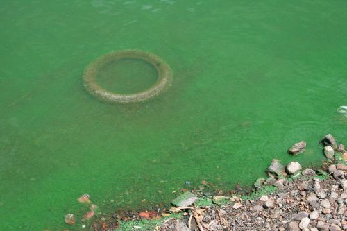 Water Polluted With Algae &amp; Tyre