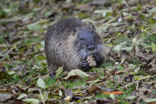 water rat nutria animal