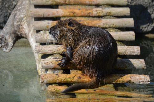 water rat fur swim