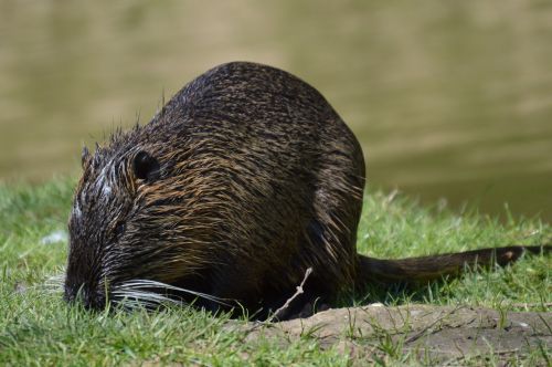 water rat fur swim