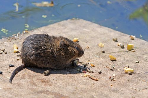 Water Rat