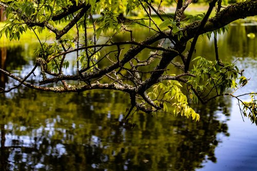 water reflection  branch  pond