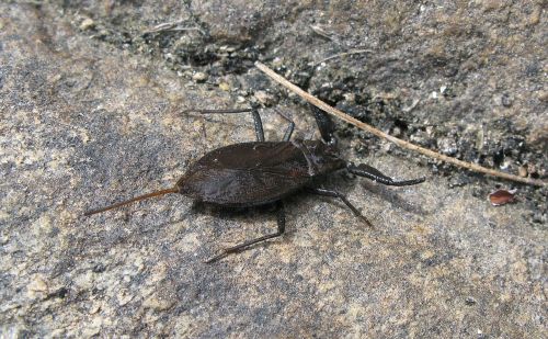 water scorpion scorpion insect