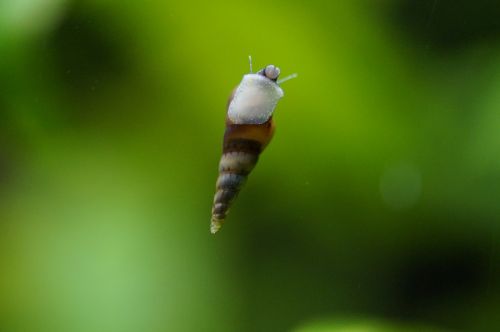 water snail aquarium small