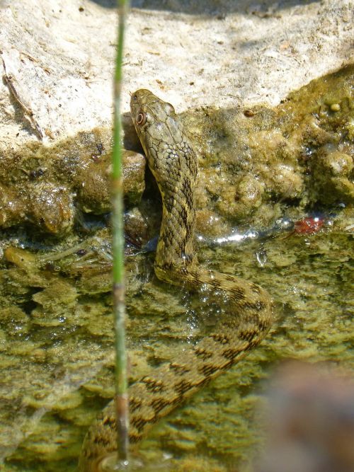 water snake snake raft
