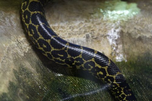 water snake snake venomous snake