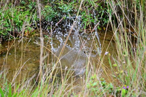 water splash clear water spring