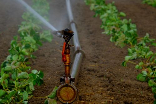 water sprinklers irrigation field
