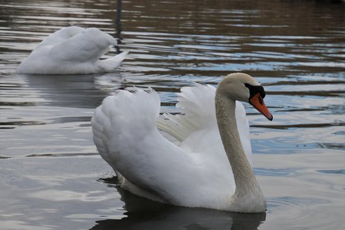 water surface  para  swans