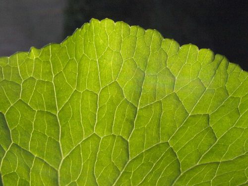 water transport plant leaf veins