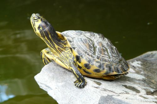 water turtle long jibe panzer