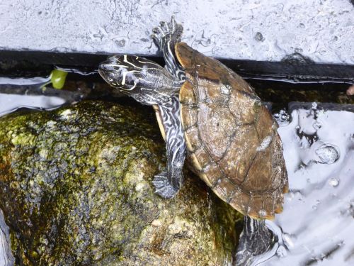 water turtle climb stone