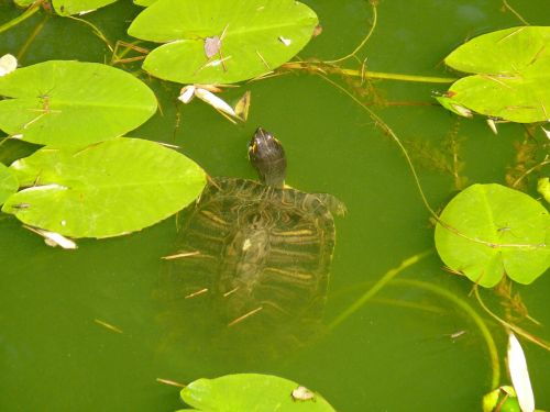 water turtle turtle water