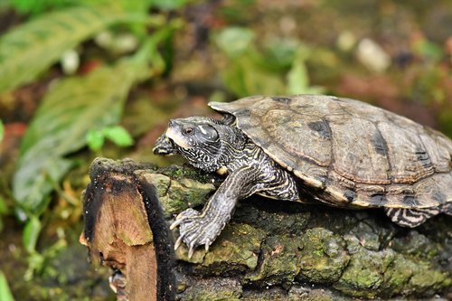 water turtle  turtle  reptile