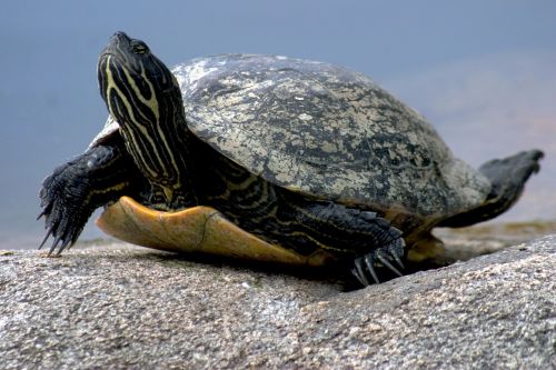 water turtle reptile nature