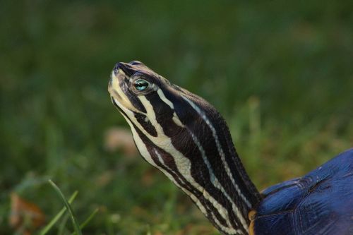 water turtle turtle reptile