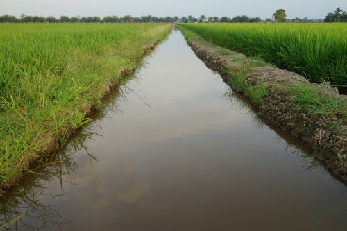 water ways irrigation padi fields