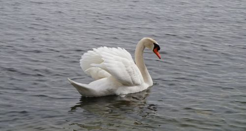 waterbirds swan white