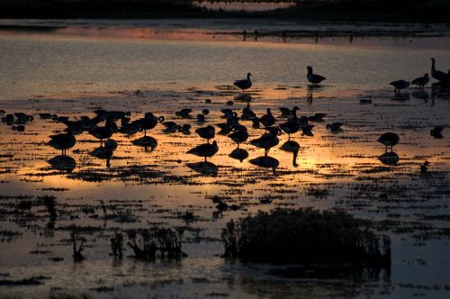 waterbirds sunset birds