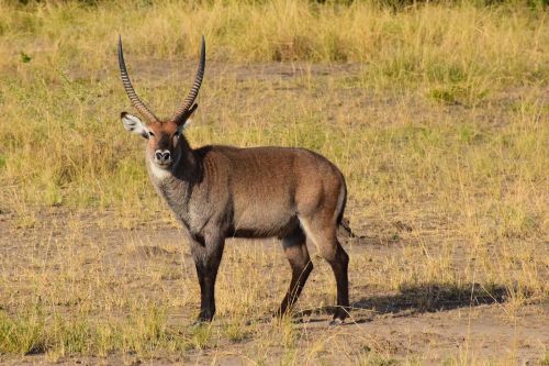 waterbuck uganda antelope