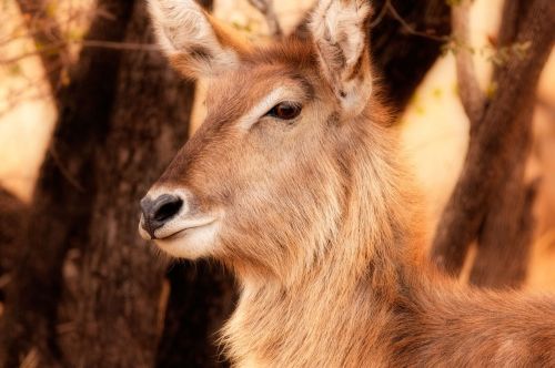 waterbuck calf close