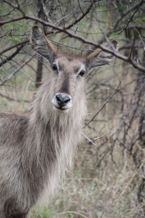 waterbuck bock wild animal